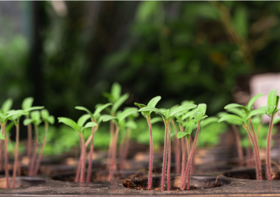 Plants growing